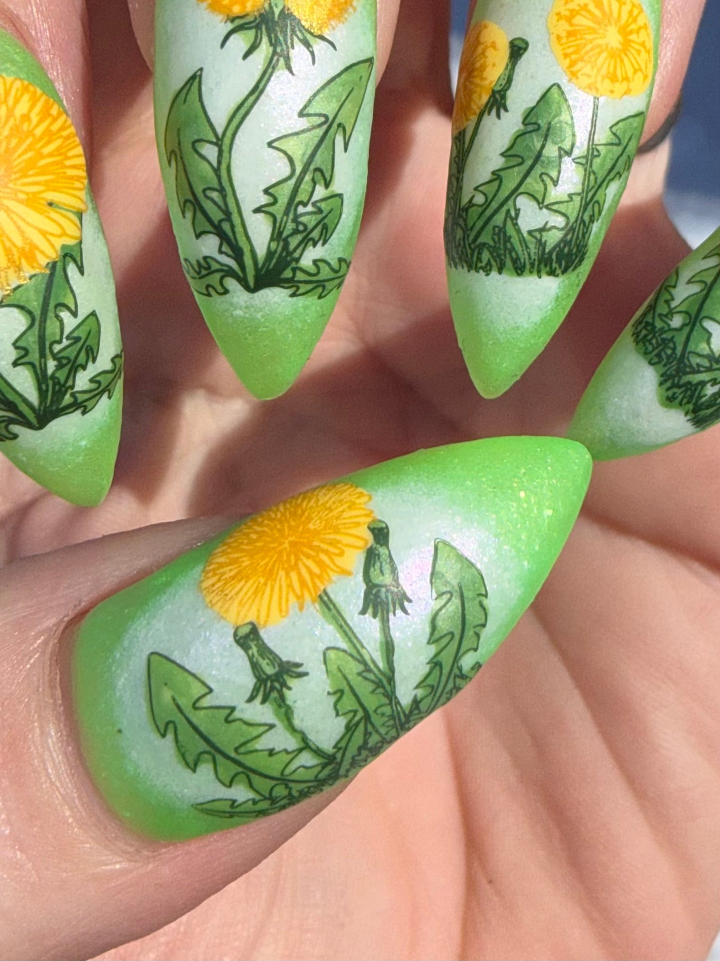 310 - Dandelion