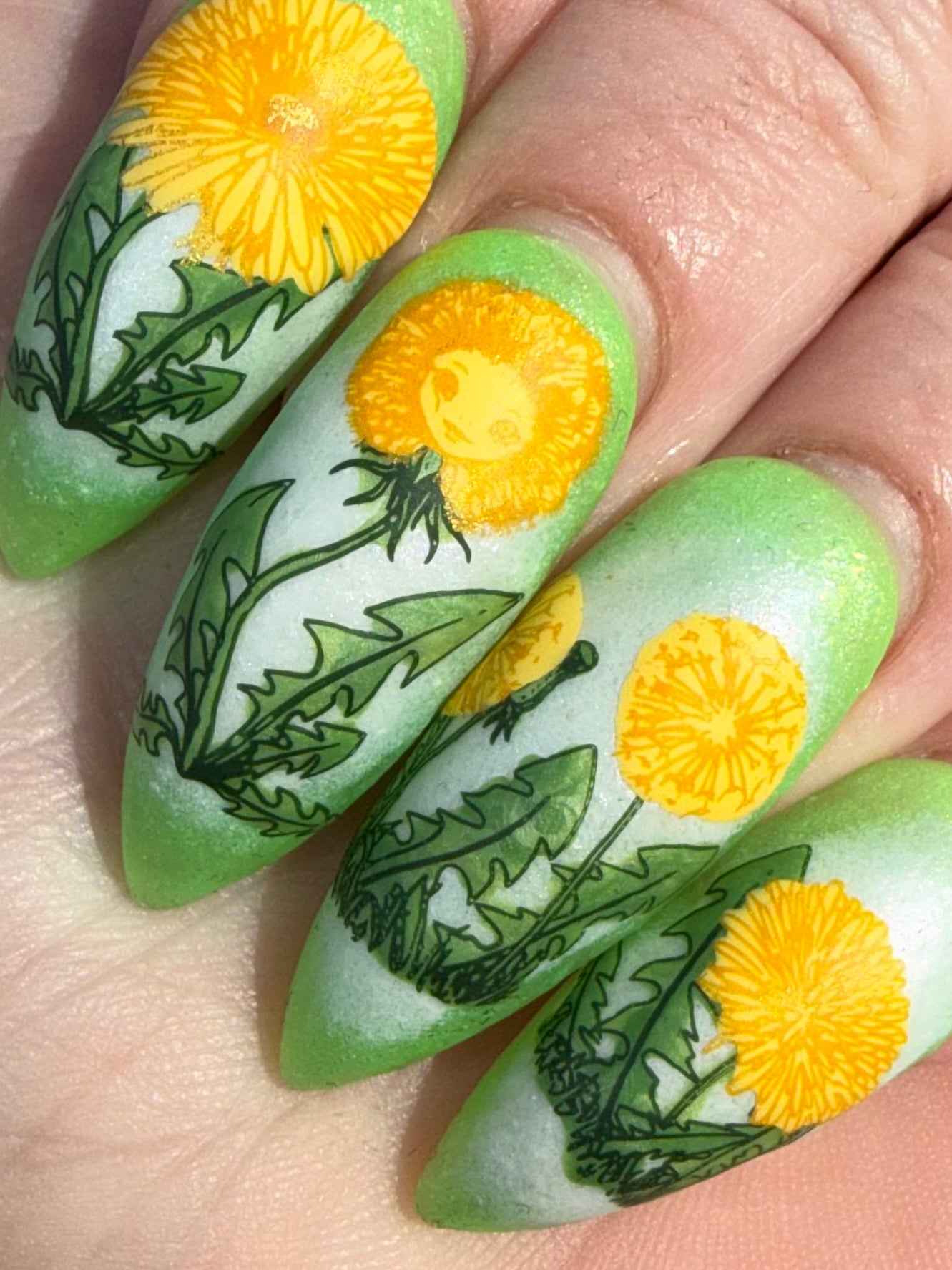 310 - Dandelion